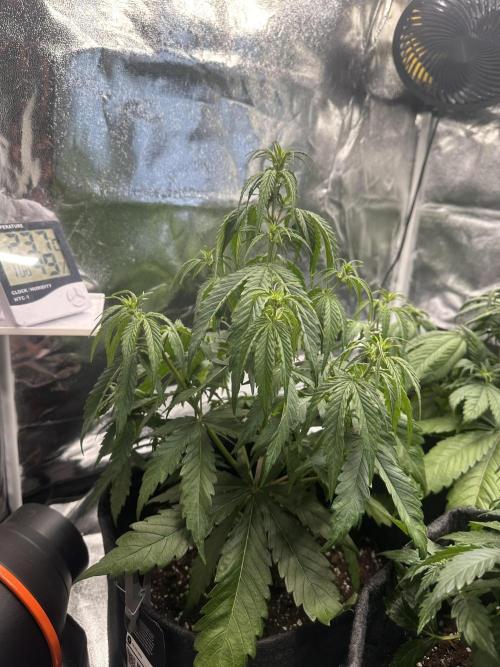 GELATO AUTO. Week 5