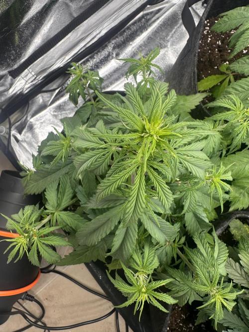 GELATO AUTO. Week 5