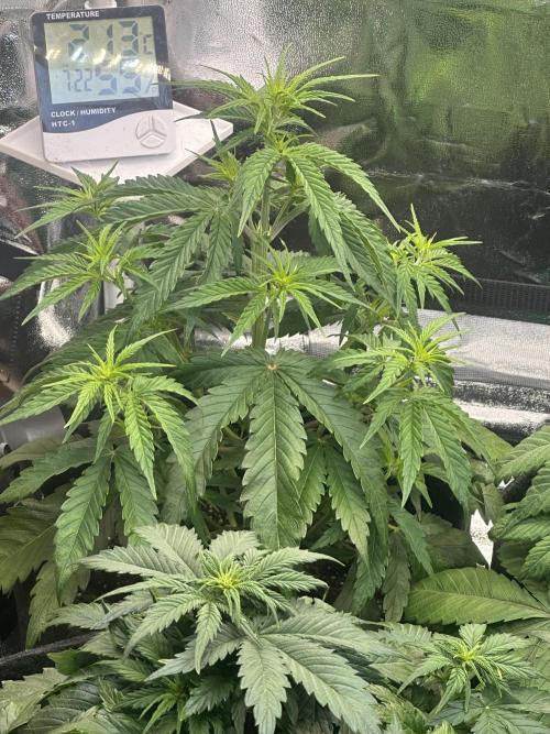 GELATO AUTO. Week 5