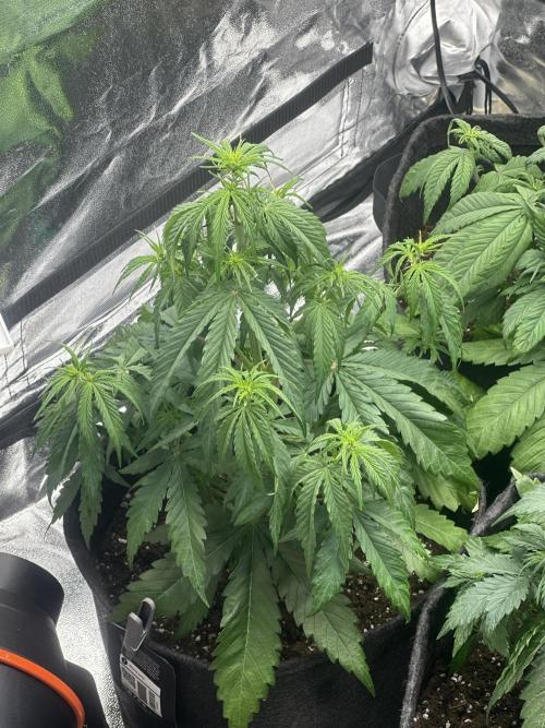 GELATO AUTO. Week 5