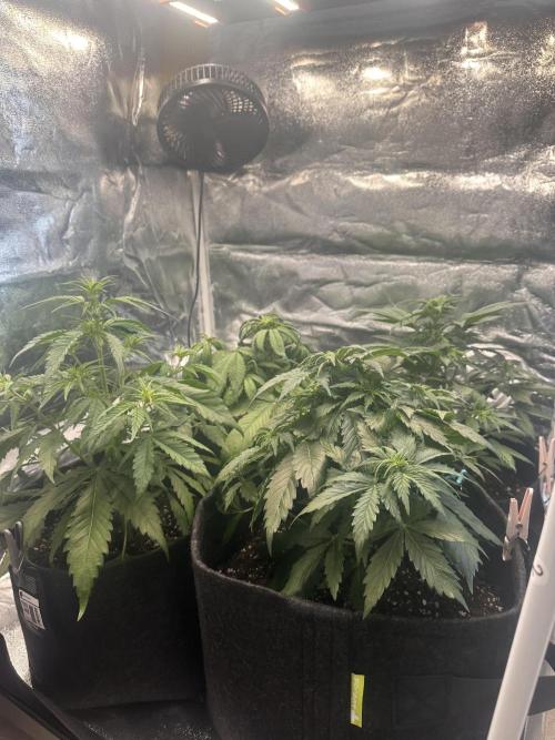 GELATO AUTO. Week 5