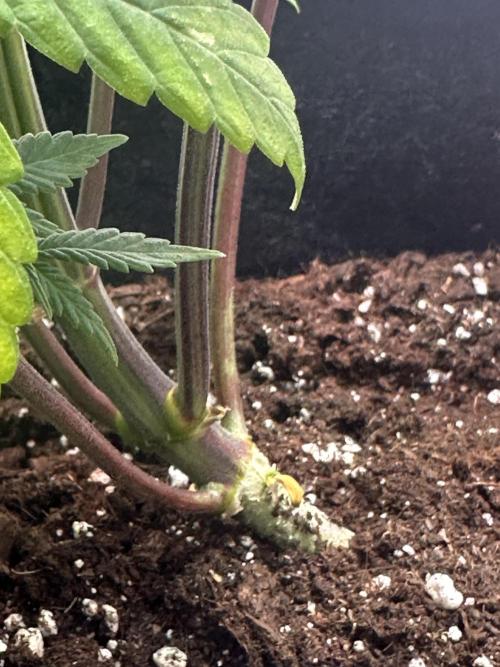 GORILLA COOKIES AUTO. Week 6