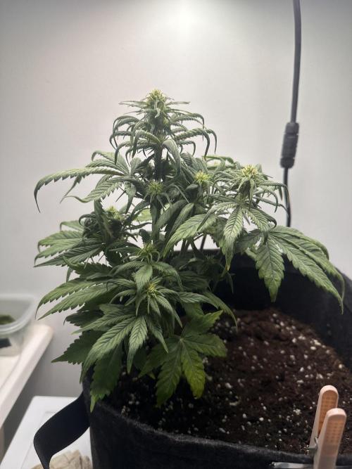 GORILLA COOKIES AUTO. Week 6
