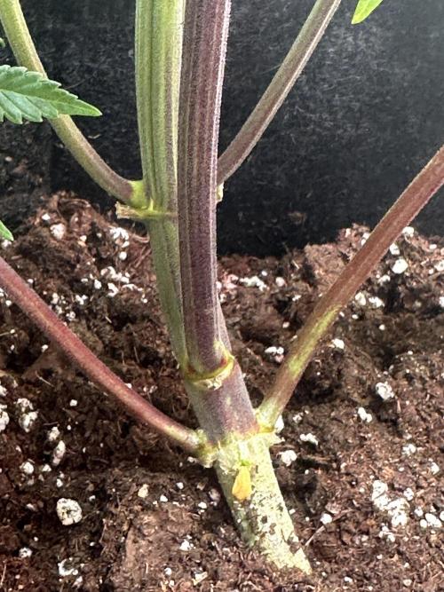 GORILLA COOKIES AUTO. Week 6
