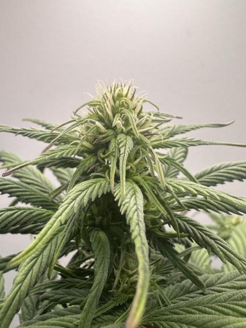 GORILLA COOKIES AUTO. Week 6
