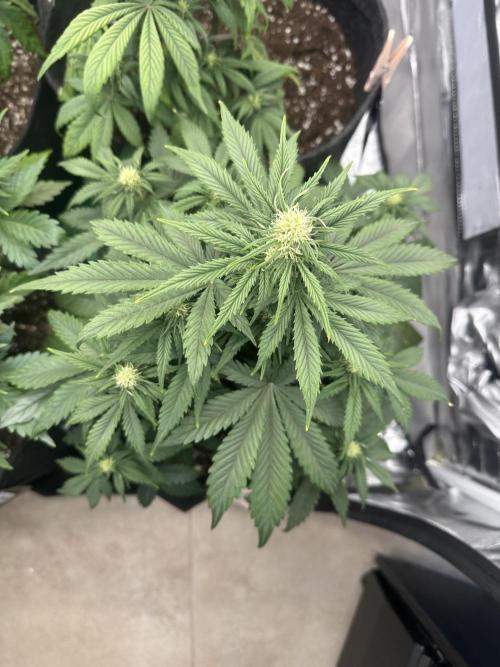 ORANGE SHERBERT AUTO. Week 6