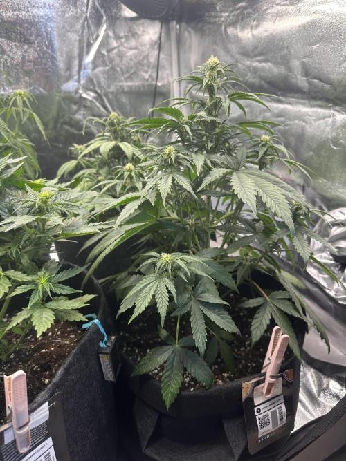 ORANGE SHERBERT AUTO. Week 6