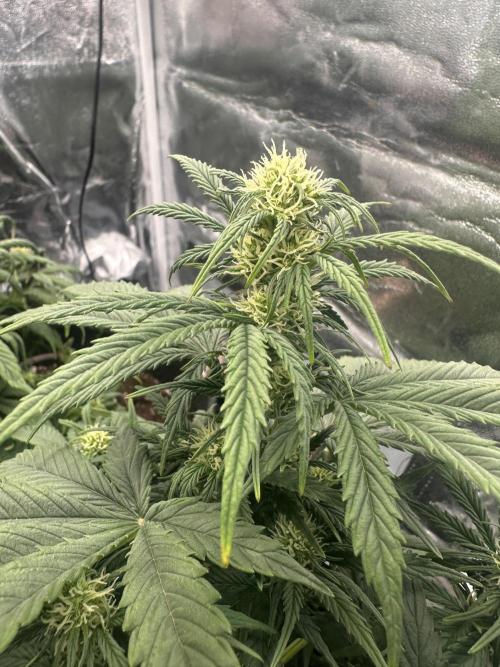 ORANGE SHERBERT AUTO. Week 6