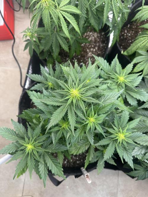 STRAWBERRY GORILLA AUTO. Week 6