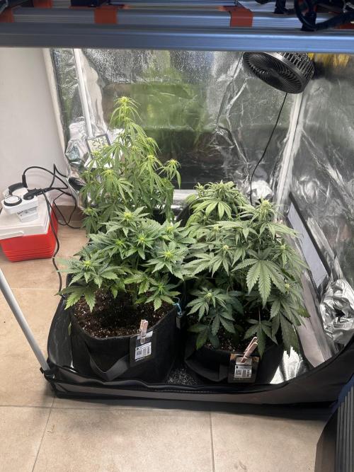 STRAWBERRY GORILLA AUTO. Week 6