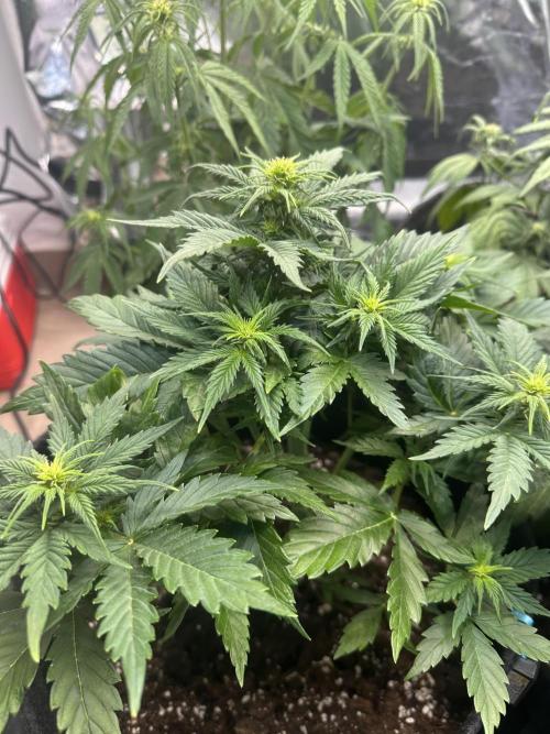 STRAWBERRY GORILLA AUTO. Week 6