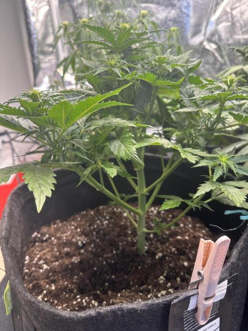 STRAWBERRY GORILLA AUTO. Week 6