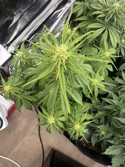 GELATO AUTO. Week 6