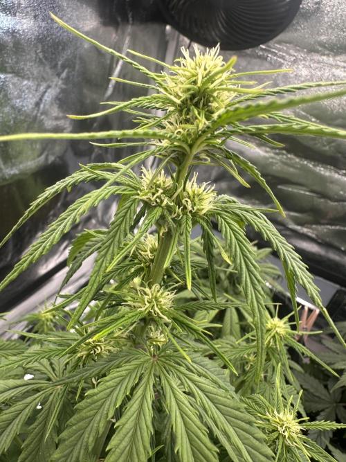 GELATO AUTO. Week 6