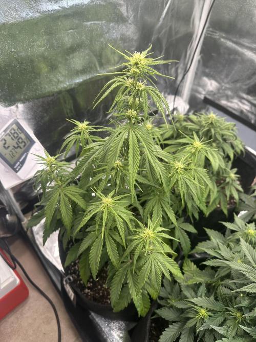 GELATO AUTO. Week 6