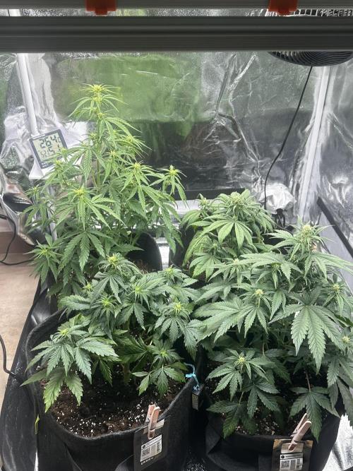 GELATO AUTO. Week 6