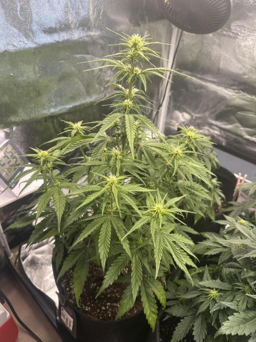GELATO AUTO. Week 6
