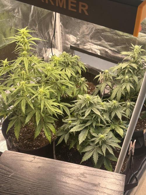 GELATO AUTO. Week 6
