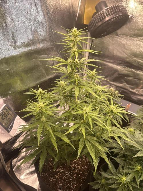 GELATO AUTO. Week 7