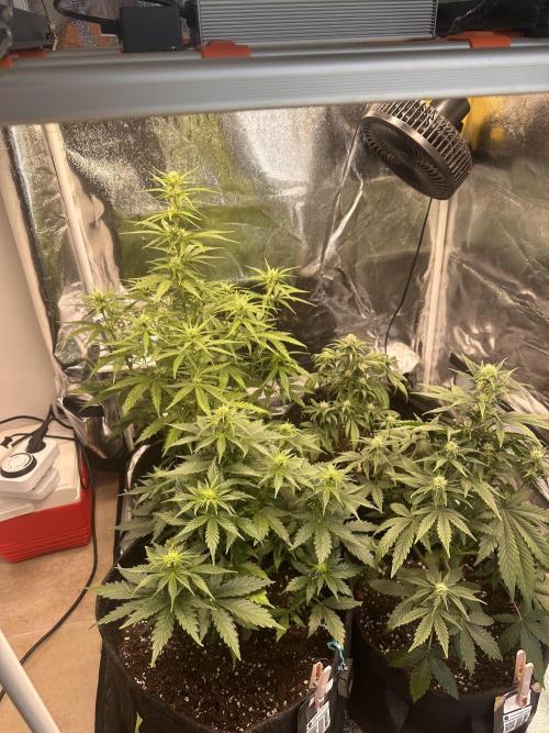 GELATO AUTO. Week 7