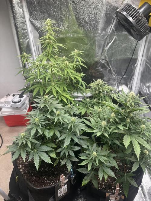 GELATO AUTO. Week 7