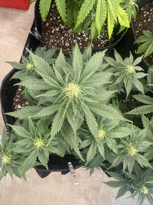 STRAWBERRY GORILLA AUTO. Week 7