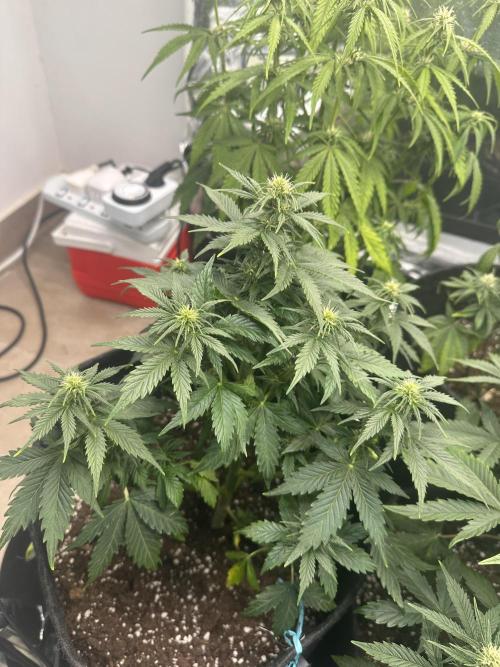 STRAWBERRY GORILLA AUTO. Week 7