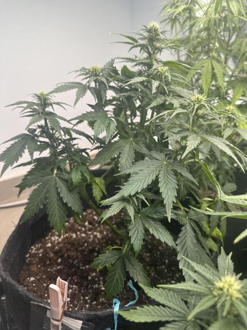 STRAWBERRY GORILLA AUTO. Week 7