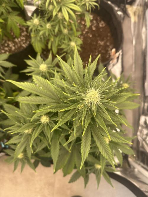 ORANGE SHERBERT AUTO. Week 7