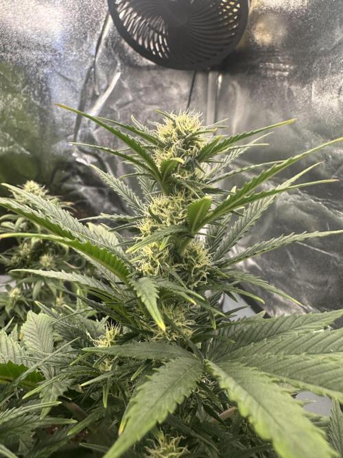 ORANGE SHERBERT AUTO. Week 7