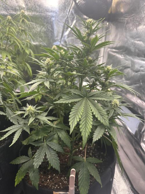 ORANGE SHERBERT AUTO. Week 7
