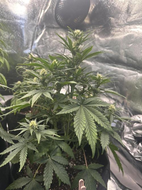 ORANGE SHERBERT AUTO. Week 7