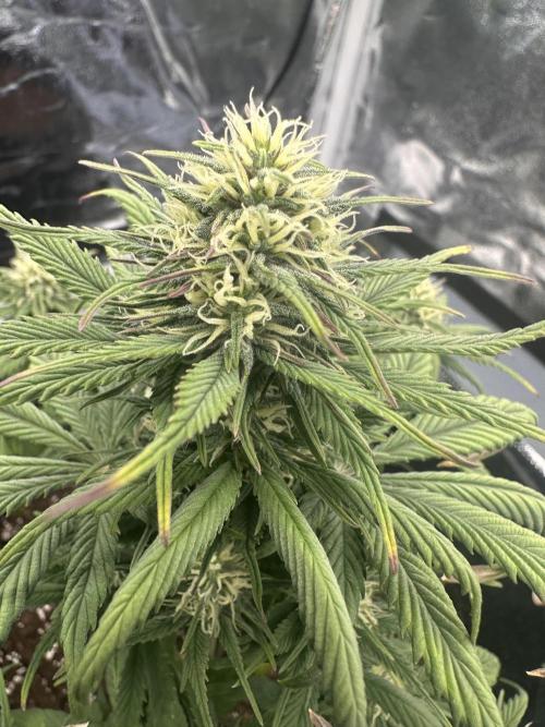 GORILLA COOKIES AUTO. Week 7