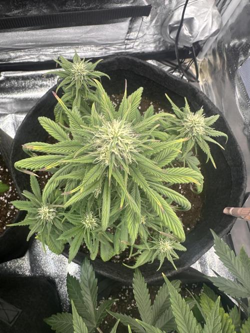 GORILLA COOKIES AUTO. Week 7
