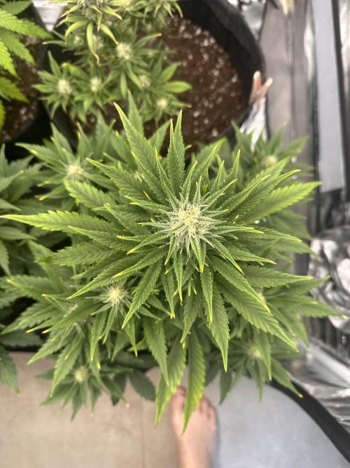ORANGE SHERBERT AUTO. Week 8