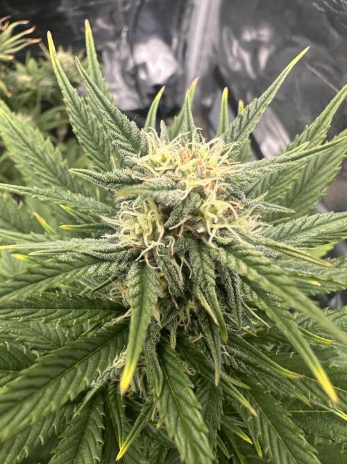 ORANGE SHERBERT AUTO. Week 8