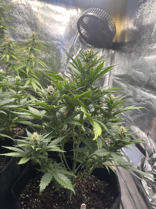 ORANGE SHERBERT AUTO. Week 8