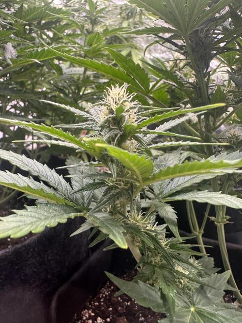 ORANGE SHERBERT AUTO. Week 8