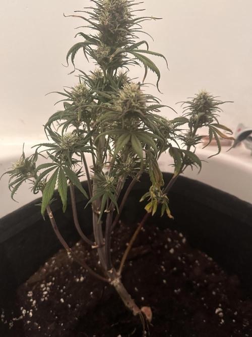 GORILLA COOKIES AUTO. Week 8