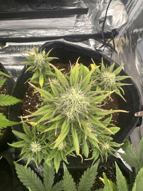 GORILLA COOKIES AUTO. Week 8