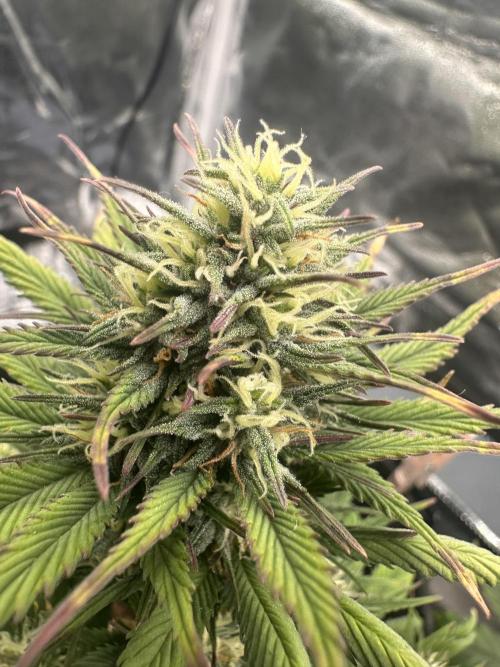 GORILLA COOKIES AUTO. Week 8