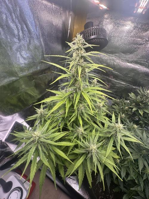 GELATO AUTO. Week 8