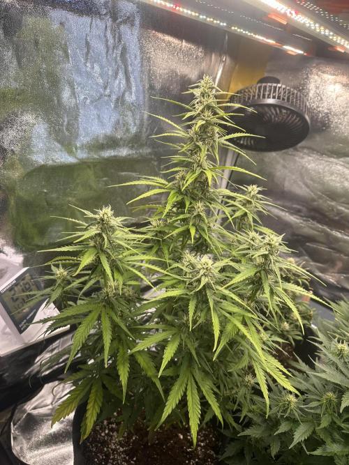 GELATO AUTO. Week 8