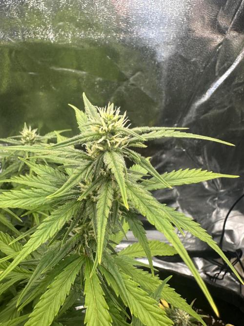 GELATO AUTO. Week 8