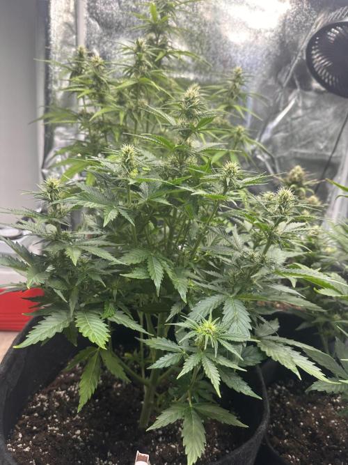 STRAWBERRY GORILLA AUTO. Week 8