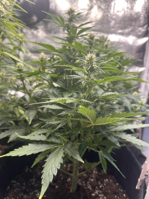 STRAWBERRY GORILLA AUTO. Week 8