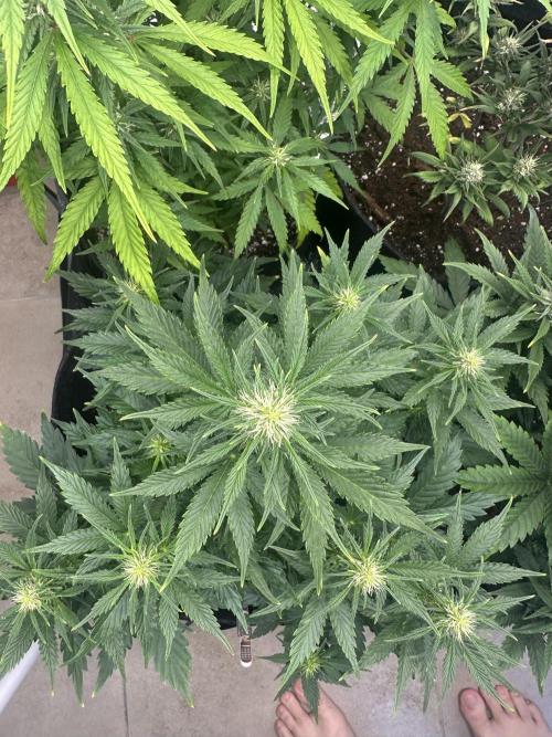 STRAWBERRY GORILLA AUTO. Week 8