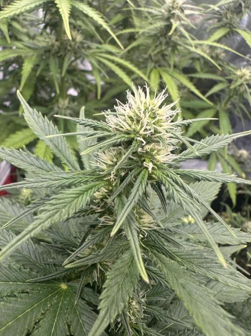 STRAWBERRY GORILLA AUTO. Week 8