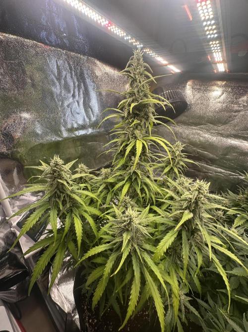 GELATO AUTO. Week 9