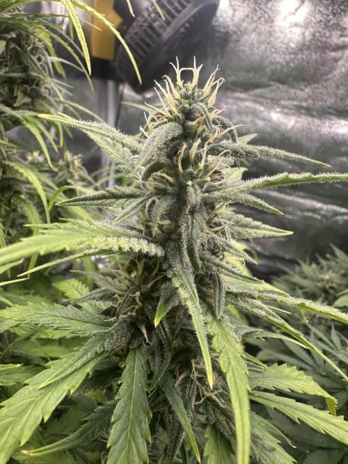 GELATO AUTO. Week 9